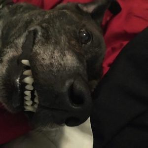 Meet your Posher, Ava